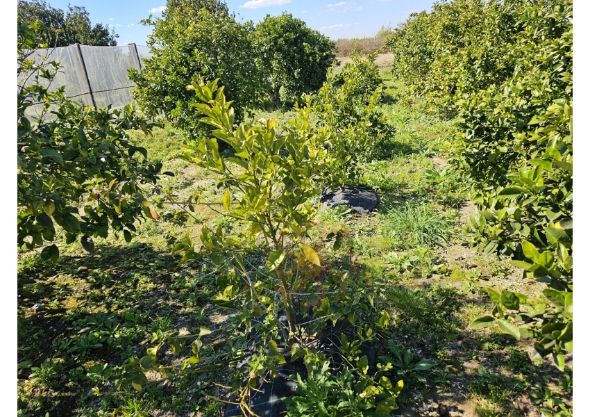 Sad pomarańczowy 350m od plaży w Cullera, Walencja